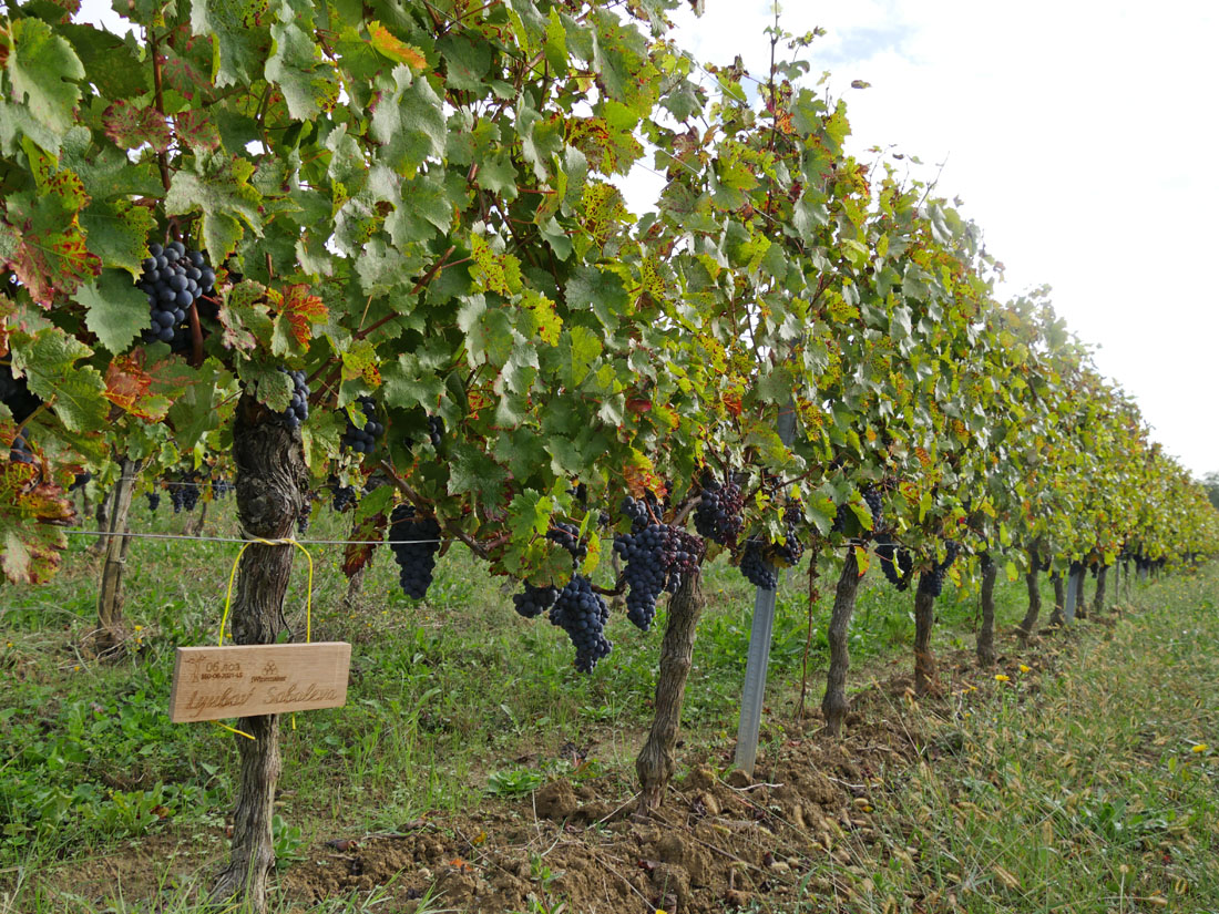 Виноградник на урожай